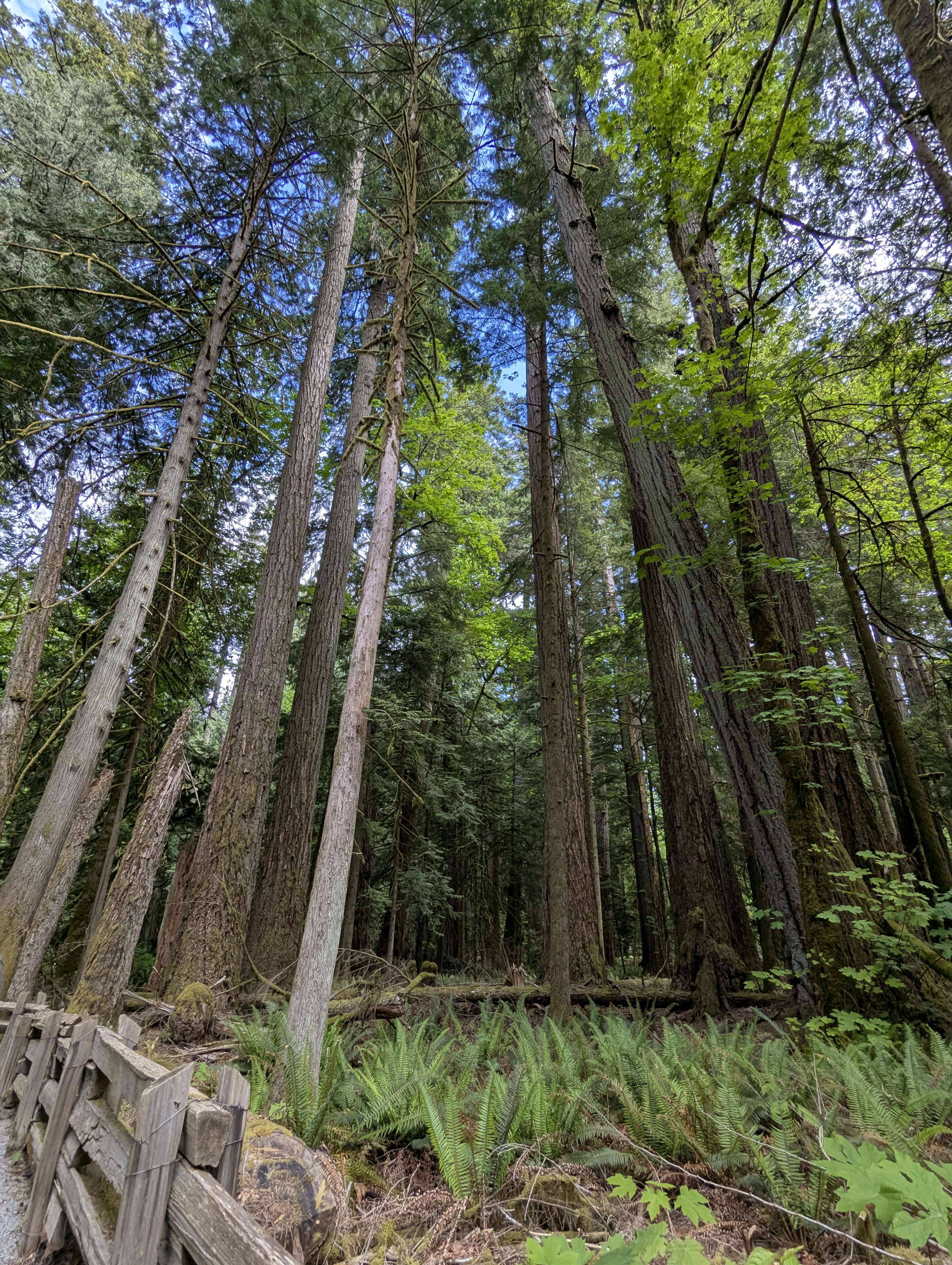 Birthday Trip to Canada, Cathedral Grove, Vancouver Island